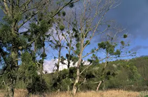 Viscum: Mistletoe - on Poplar Tree