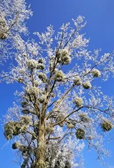 Mistletoe: MISTLETOE - On Popular tree