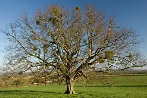Pollard: Mistletoe tree - old lime pollard in field