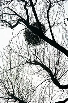 Obligate: Mistletoe on tree - silhouette