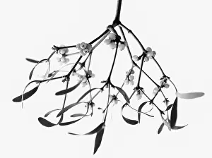 Mistletoe: Mistletoe, Viscum album. a black and white shot of a bunch h