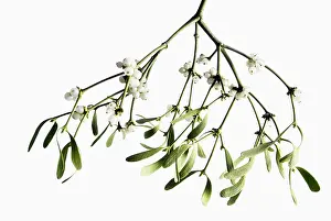 Desaturated: Mistletoe, Viscum album, a bunch hanging down with white ber