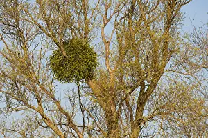 Mistletoe: Mistletoe (Viscum album) growing in Willow (Salix