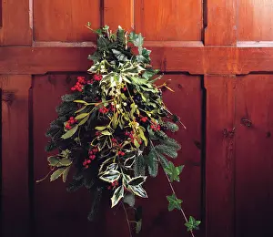 Helix: Mistletoe, Viscum album. ivy, hedera helix, Holly