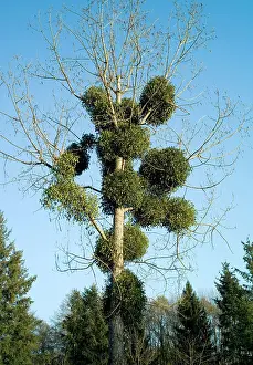David C Dixon: Mistletoe - Viscum album on poplar tree