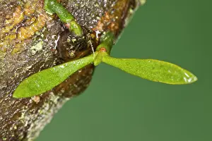 Mistletoe: Mistletoe - very young seedling with seed-leaves