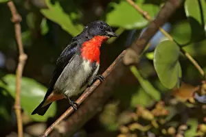 Mistletoe: Mistletoebird male in Mistletoe bush