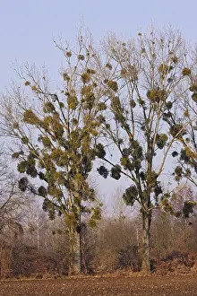 Poplars: Mistltoe - growing on Poplars