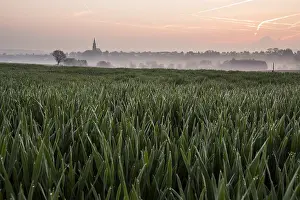 Limburg: Misty early morning landscape with grass and ch