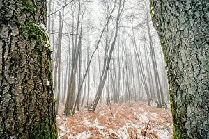 Grown: Misty forest behind two large trees with mossy r