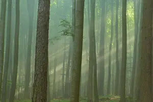 Light Rays: A misty forest with rays of light shining through the trees