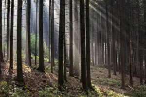Limburg: Misty forest at sunrise, The Netherlands, Limbu