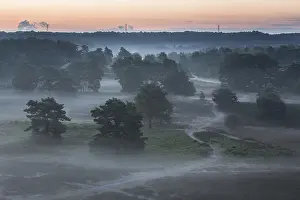 Limburg: Misty heathland at sunrise, the Netherlands, Li