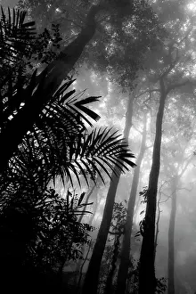 Kinabalu: Misty rainforest, Mount Kinabalu