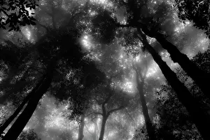 Kinabalu: Misty rainforest, Mount Kinabalu
