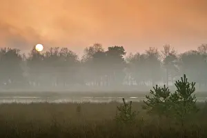 Utrechtse: Misty sunrise over a fen