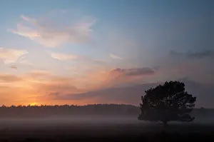 Utrechtse: misty sunset over a Dutch landscape with an unidentified tre