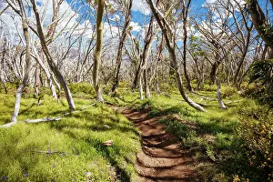 Victoria: Misty Twist trail during summer at Mt Buller in V