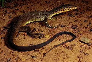 Monitors: Mitchell's water monitor