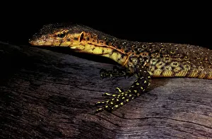 Monitors: Mitchell's water monitor