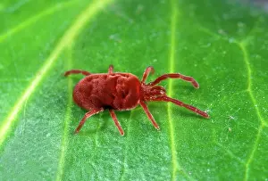 Rostratus: Mite