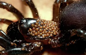 Mites: Mites - on the cephalothorax of one of the Mygalomorph