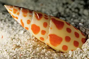 Hides: Mitre snail; hides buried in sand in daytime but