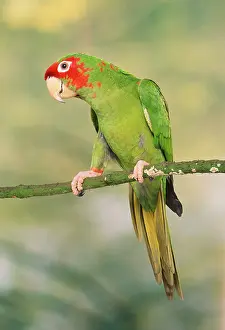 Aratinga: Mitred Conure
