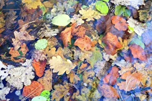 Duinreservaat: Mix of autumn leaves in water, the netherlands