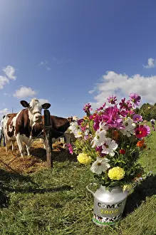 Comt: Mix in milk jug and Cow Contest agricultural Franche-Comte