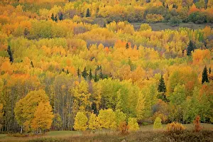 Aspens: Mixed Aspen and poplar Forest in autumn colors