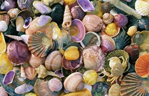 Carcinus: Mixed Atlantic Sea SHELLS and Crab