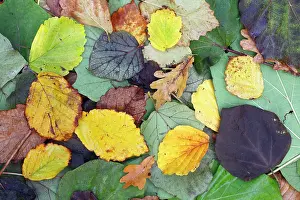 Hornbeam: Mixed Autumn Leaves, Oak, Elm, Hornbeam, Hazelnut