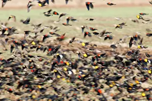 Cowbird: Mixed blackbird flock, yellow-headed blackbird