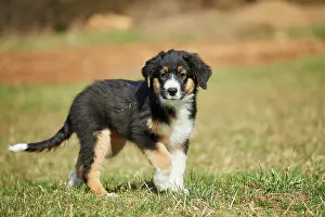 Bread: Mixed-bread dog (Australian Shepherd and Golden