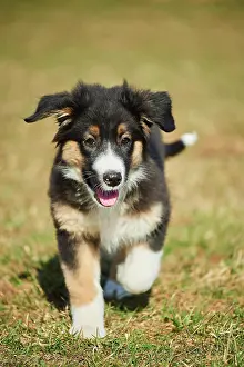 Bread: Mixed-bread dog (Australian Shepherd and Golden