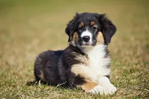 Bread: Mixed-bread dog (Australian Shepherd and Golden