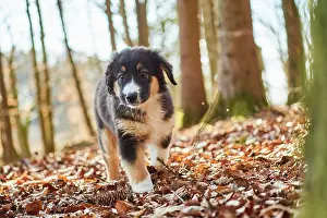 Bread: Mixed-bread dog (Australien Shepherd and Golden