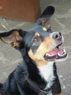 Mongrels: Mixed breed dog