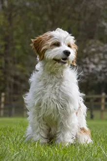 Mongrel: Mixed breed dog
