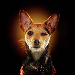 Wink: Mixed breed dog, animal portrait, studio shot, Germany