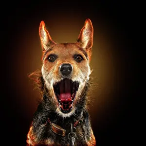 Loyal: Mixed breed dog, animal portrait, studio shot, Germany