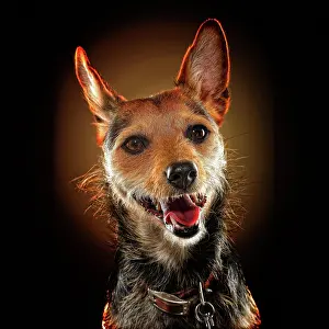 Loyal: Mixed breed dog, animal portrait, studio shot, Germany