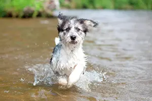 Brandenburg: Mixed-breed Dog (Canis lupus familiaris) running