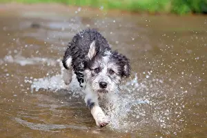 Brandenburg: Mixed-breed Dog (Canis lupus familiaris) running