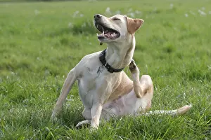 Collar: Mixed breed dog, collar, tax stamp