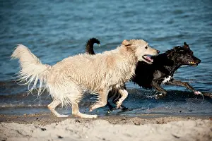 Predat: Mixed-breed dog and a Golden Retriever running along