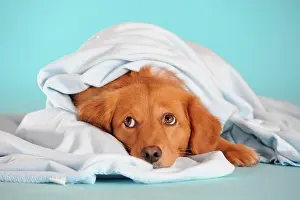 Beds: Mixed-breed dog lying under a blanket