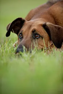Wildli: Mixed-breed dog lying in the grass, portrait