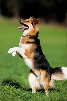 Command: Mixed-breed Dog, mongrel standing on its hindlegs